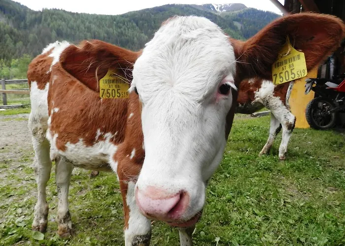 Hansalgut Appartement Hintergöriach